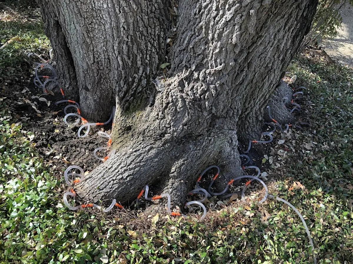 Detailed Tree Cabling and Bracing job site in Cotulla