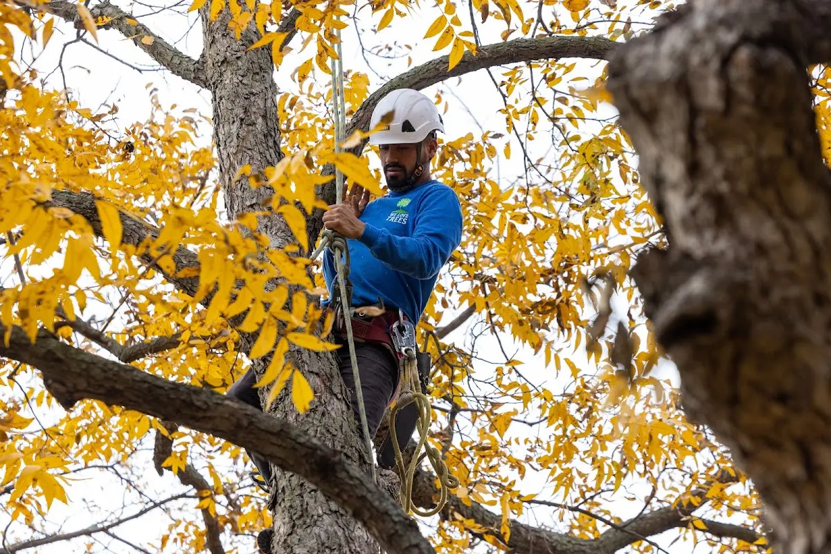 Skilled Tree Planing crew working in Cotulla